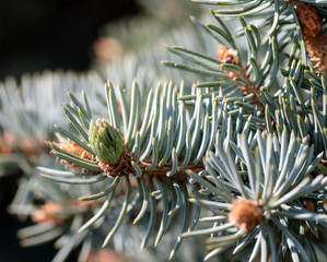 young fir branch