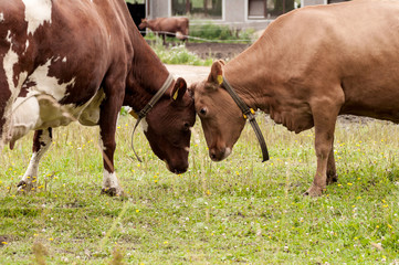 two cows foreheads touching each other on the farm