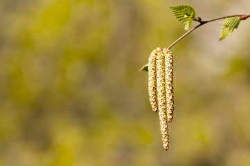 young birch branch