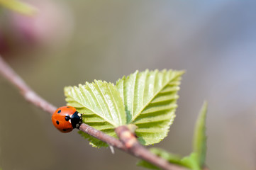 ladybird crawling on a branch with a young birch leaves