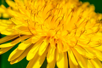 Fototapeta premium yellow dandelions macro