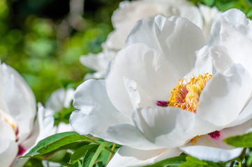 flower peony Chinese on the bush closeup