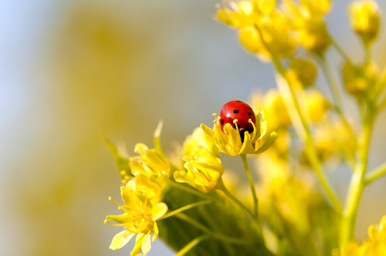 ladybug on flowers of linden wood macro