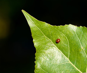 Ladybird on a green leaf on a black background