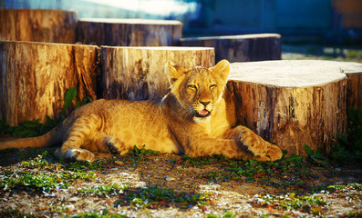 lion cub in nature and sunny day.
