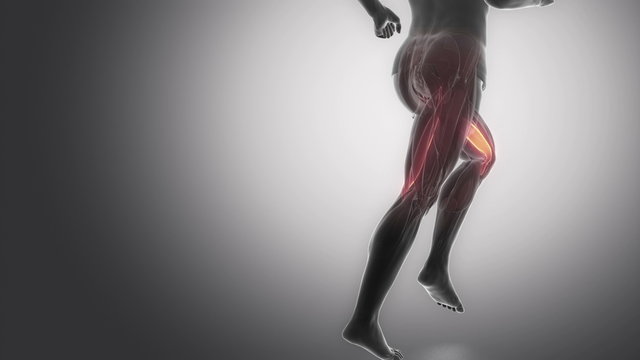 gracilis tendon - leg muscles anatomy anaimation