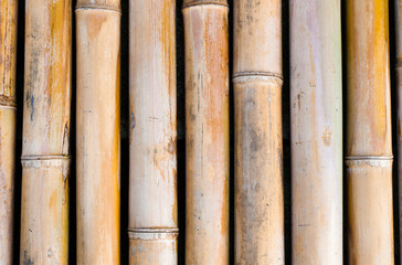 Old Yellow bamboo