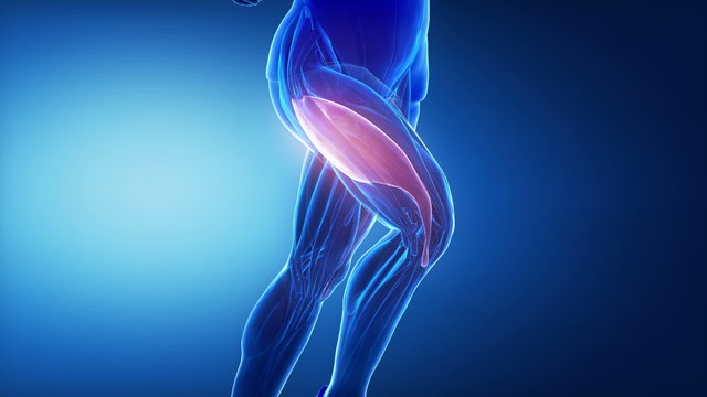 vastus lateralis - leg muscles anatomy anaimation