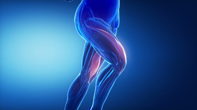 vastus medialis - leg muscles anatomy anaimation