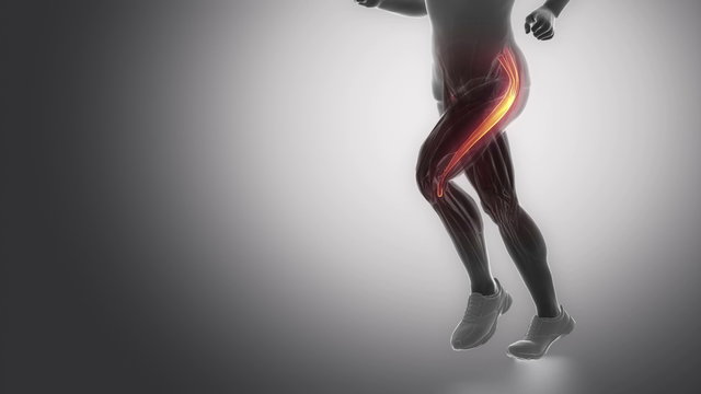 tensor fascia latae - leg muscles anatomy anaimation