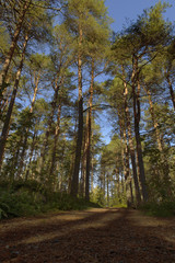 Morning walk into a forest with big trees