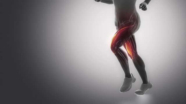 vastus medialis - leg muscles anatomy anaimation