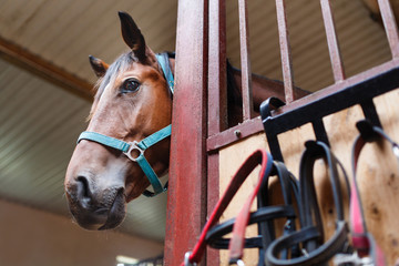 Curious horse