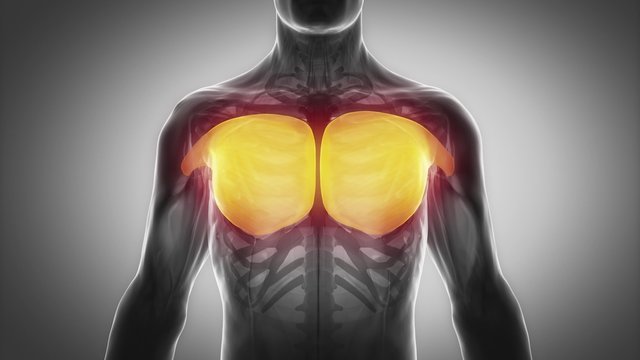 pectoralis major - muscular anatomy in black
