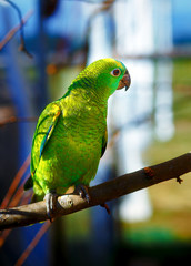 Emerald green colored parrots on branch.