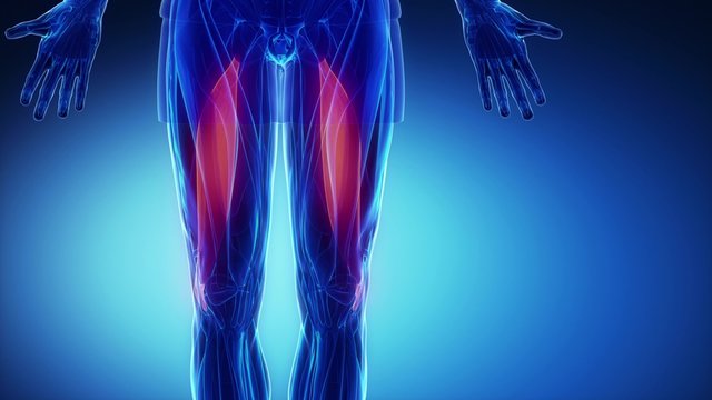 biceps femoris - muscular anatomy in detail