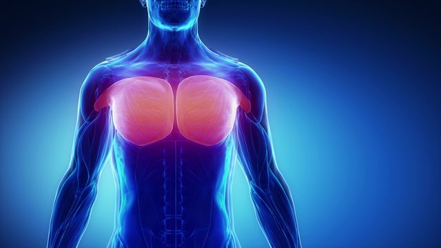pectoralis major - muscular anatomy in black