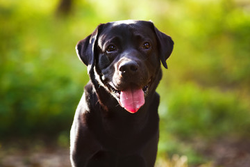 Black labrador sitting and looking at the camera