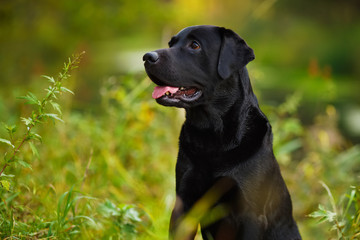 Black labrador sitting in the grass