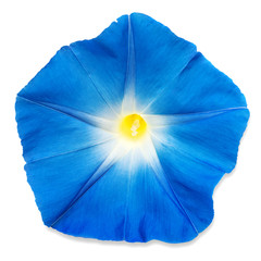 Blue morning glory flower - obrazy, fototapety, plakaty