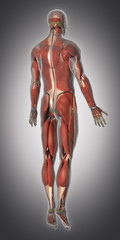 Fototapeta na wymiar Muscular system anatomy