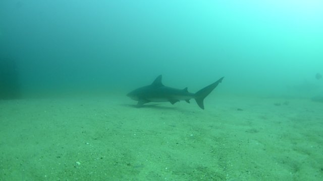 Bull Shark (Carcharhinus leucas).