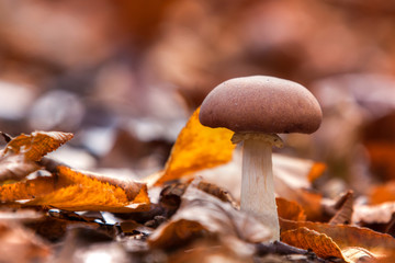 Autumn Mushroom