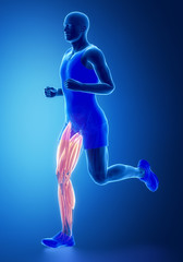 Fototapeta na wymiar Leg muscles - human muscle anatomy