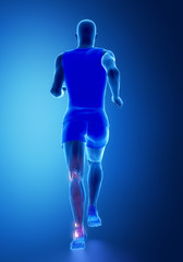 knee and ankle ligaments  - human connective tissue anatomy