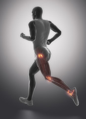 Leg ligaments  - human connective tissue anatomy