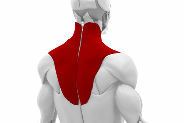  Trapezius - Muscles anatomy map