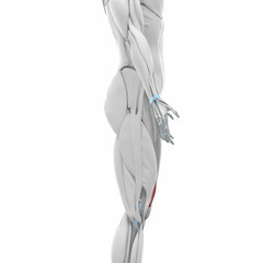 Vastus medialis - Muscles anatomy map