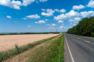 Fototapeta na wymiar Wheat field along the road.