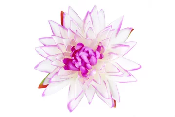 Afwasbaar Fotobehang Waterlelie Lily pink isolated on white
