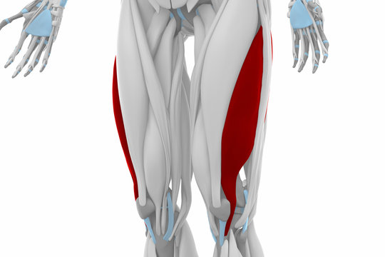 Vastus lateralis - Anatomy map muscles