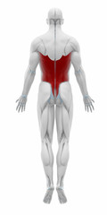 Latissimus dorsi - Muscles anatomy map