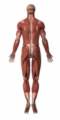 Obraz premium Muscles anatomy map