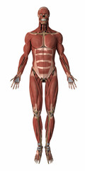 Muscles anatomy map