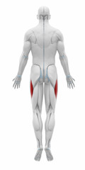 Vastus lateralis - Anatomy map muscles