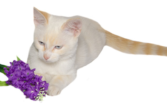 Ritratto in studio di un gattino con un bouquet di fiori