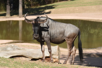 Blue wildebeest  - Connochaetes taurinus taurinus