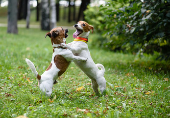 Two dogs playing and dancing