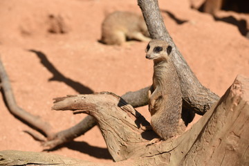 Meerkat (Suricata suricatta)