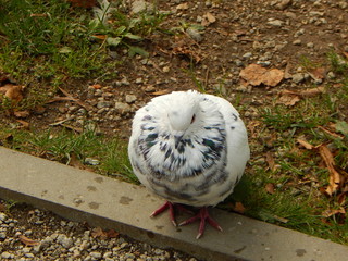 Obraz premium Whit dove