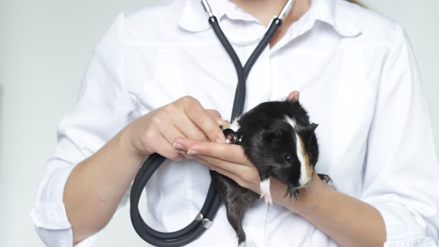 Veterinarian with  guinea pig and stethoscope