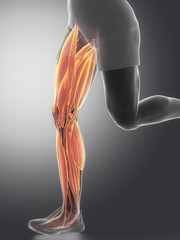 Leg muscles  - human muscle anatomy