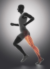 Fototapeta na wymiar Leg muscles - human muscle anatomy