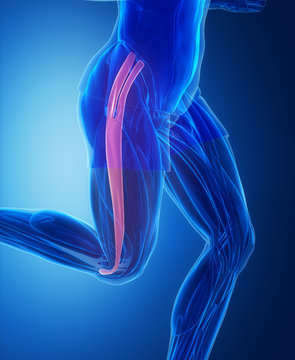 Tensor Fascia Lateae - Human Muscle Anatomy