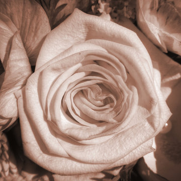 Braune Blume" Bilder – Durchsuchen 2 Archivfotos, Vektorgrafiken und Videos  | Adobe Stock
