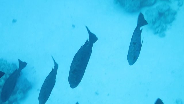 Schwarzweiss-Schnapper (Macolor niger)